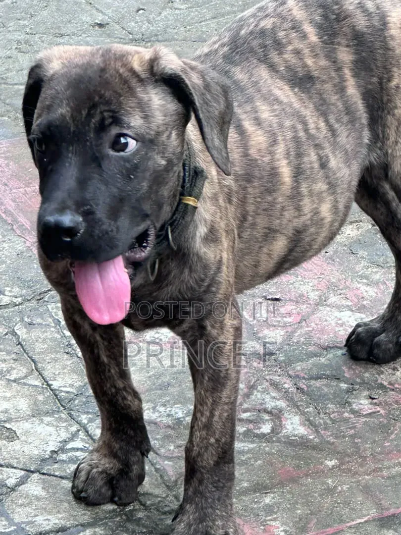 1-3 months Male Purebred Boerboel