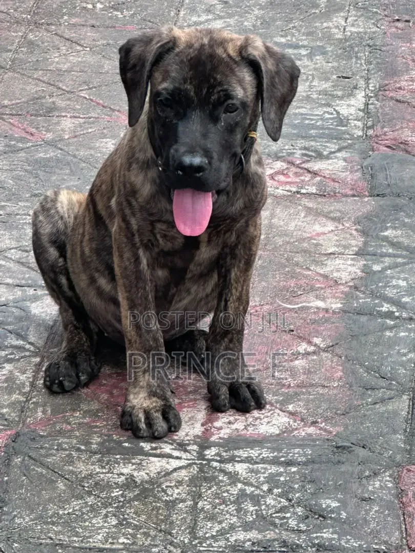1-3 months Male Purebred Boerboel