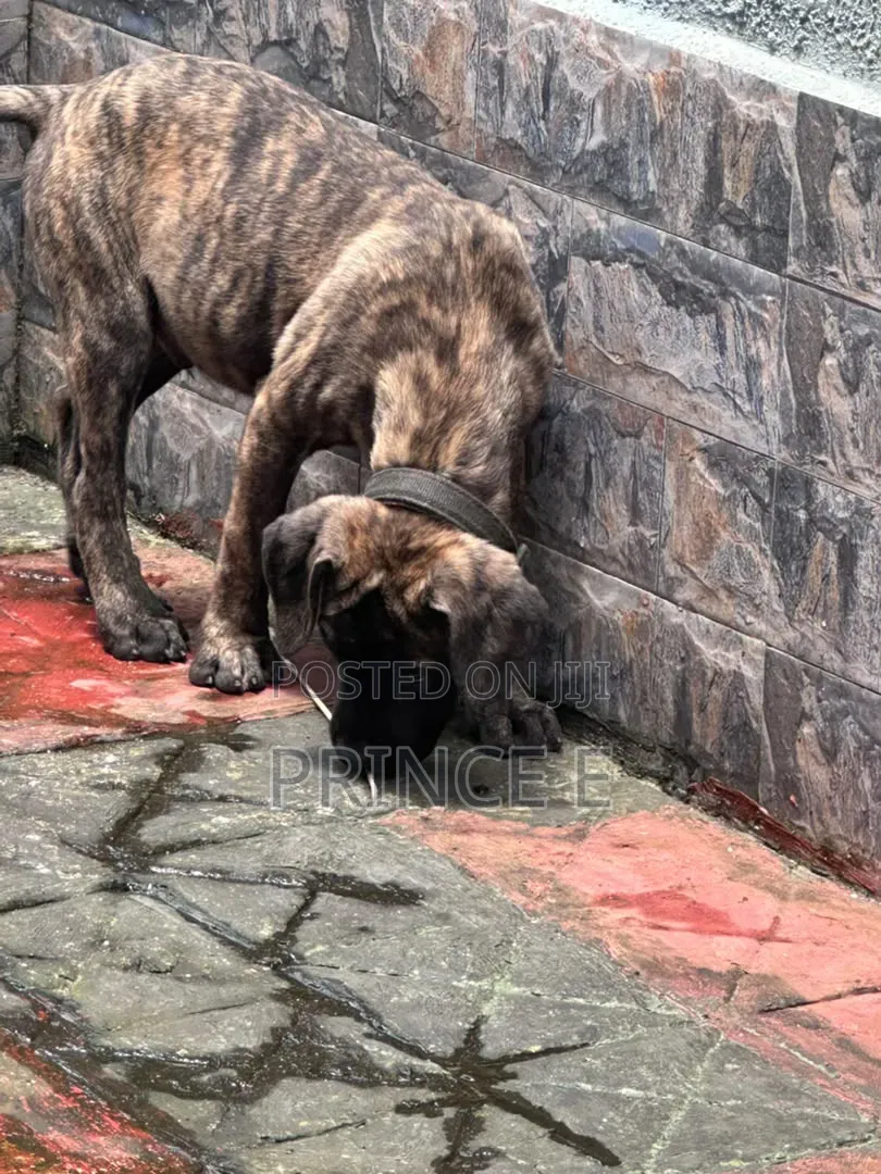 1-3 months Male Purebred Boerboel