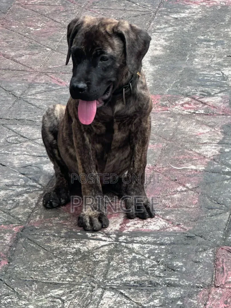 1-3 months Male Purebred Boerboel