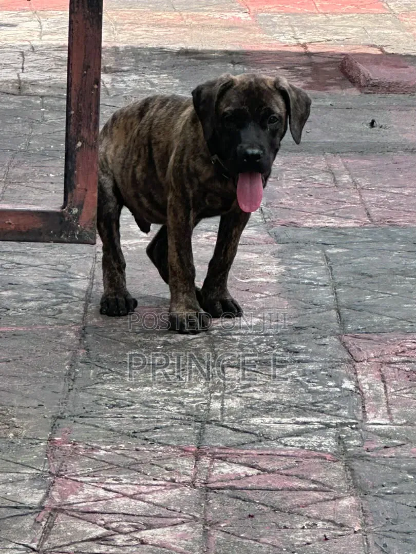 1-3 months Male Purebred Boerboel