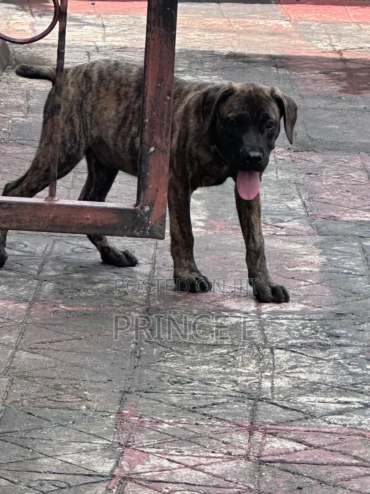 1-3 months Male Purebred Boerboel