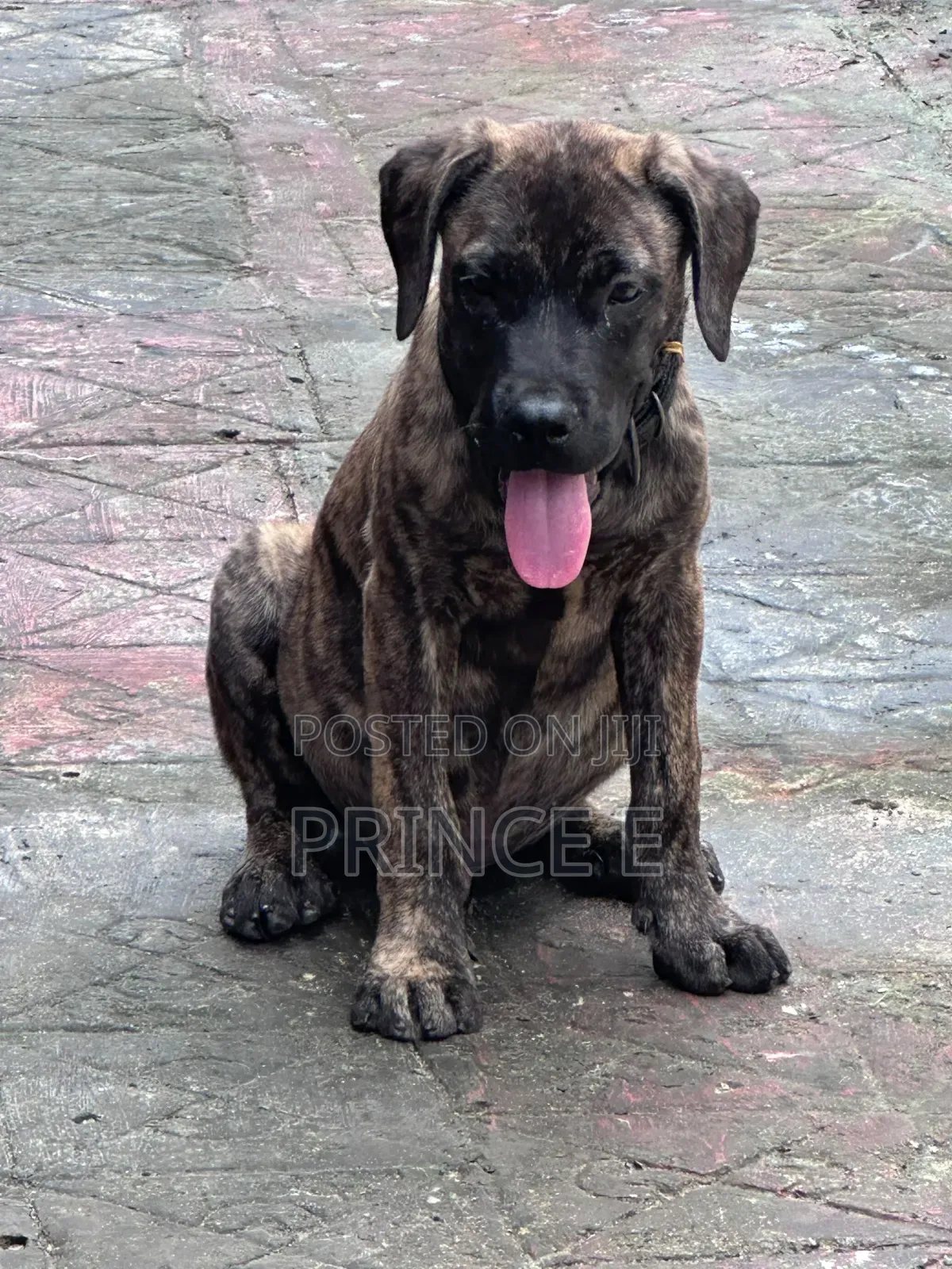 1-3 months Male Purebred Boerboel