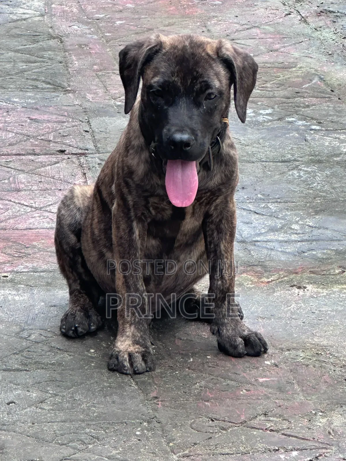 1-3 months Male Purebred Boerboel