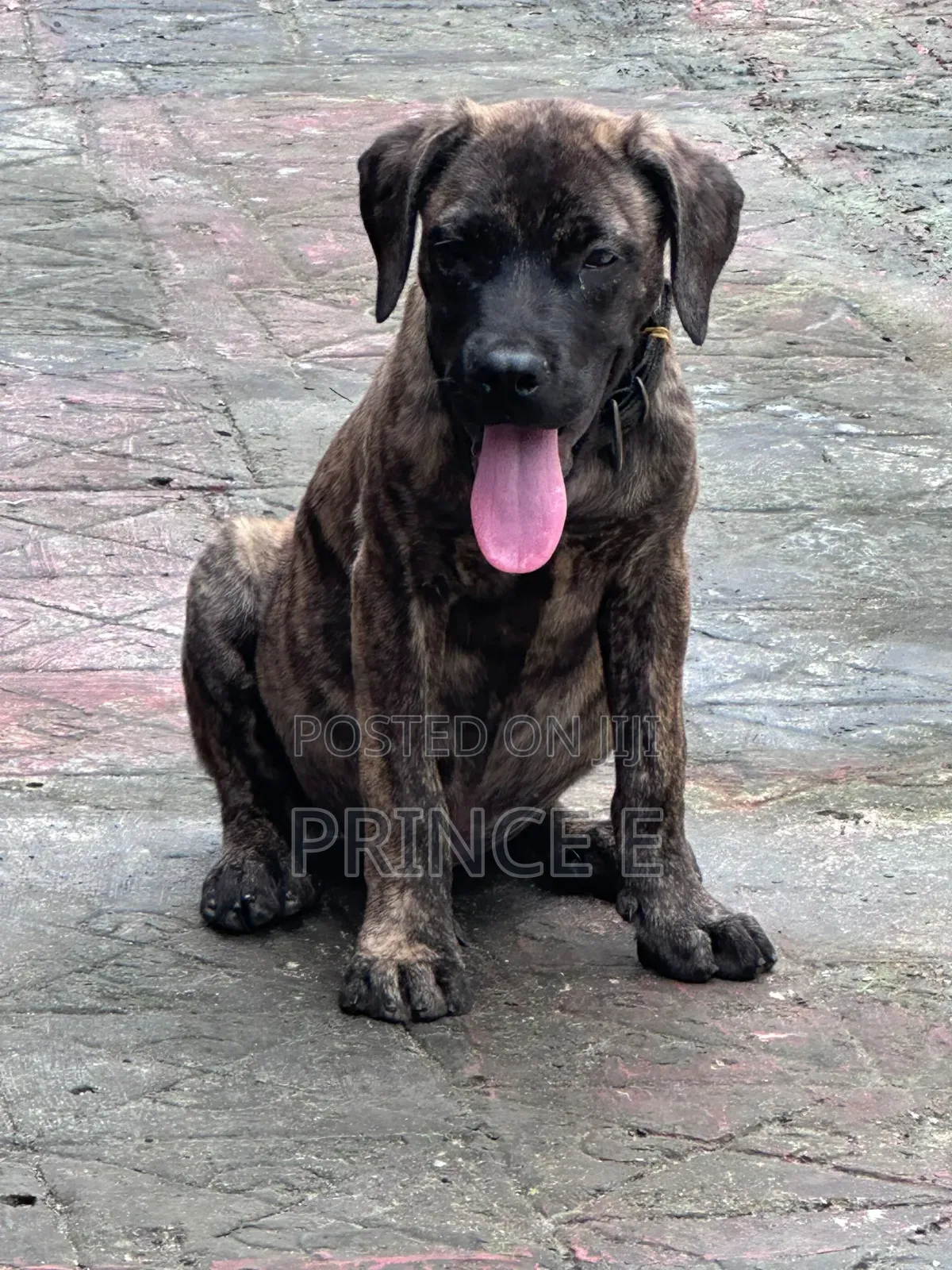 1-3 months Male Purebred Boerboel