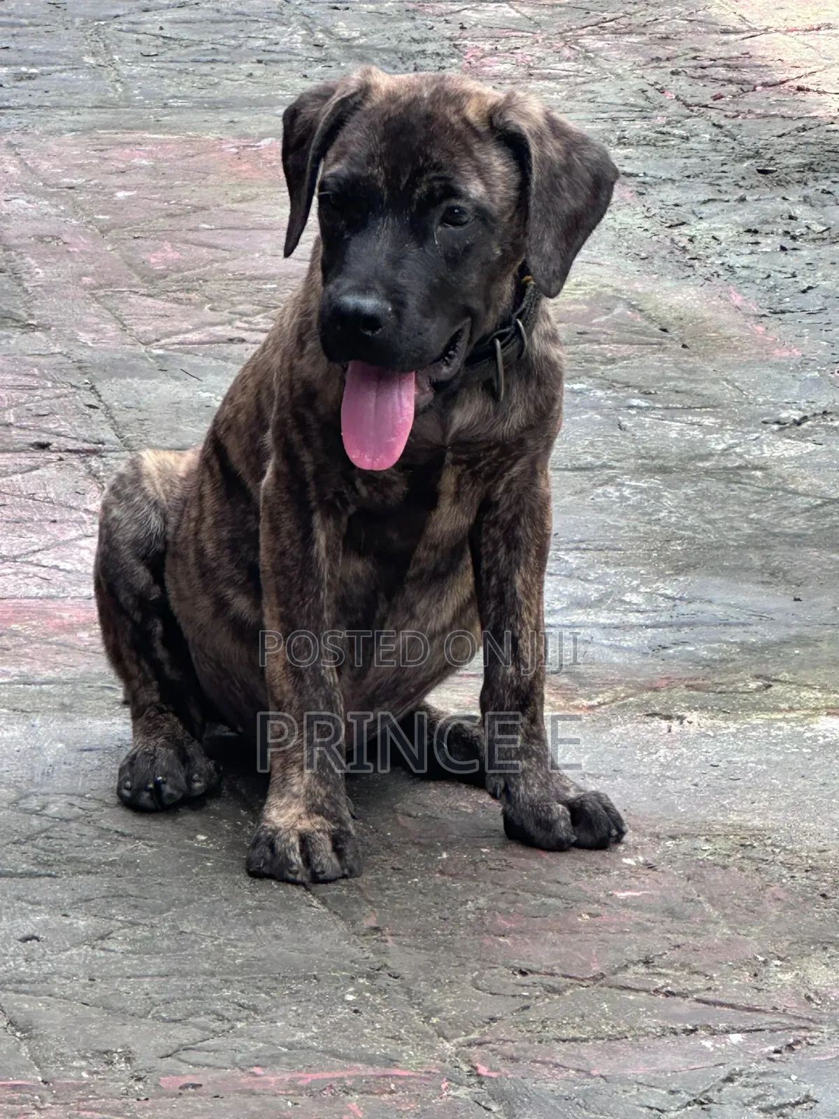 1-3 months Male Purebred Boerboel