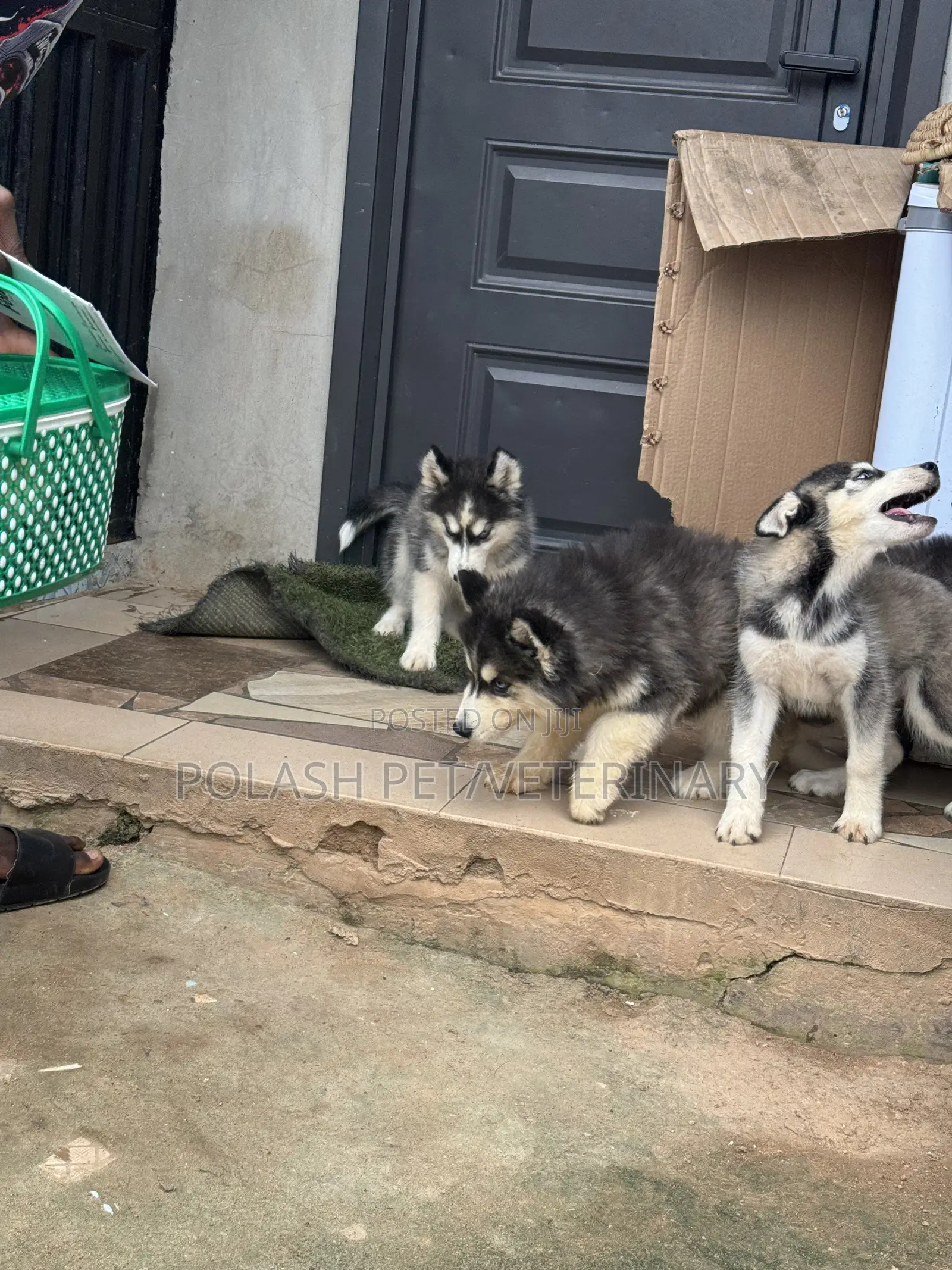 1-3 months Male Purebred Siberian Husky