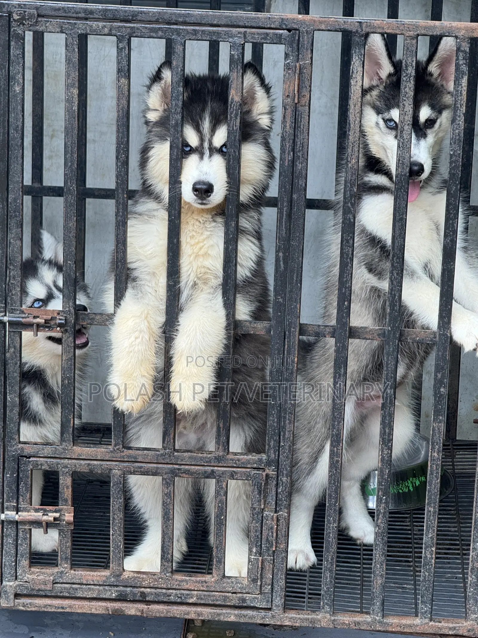 1-3 months Male Purebred Siberian Husky