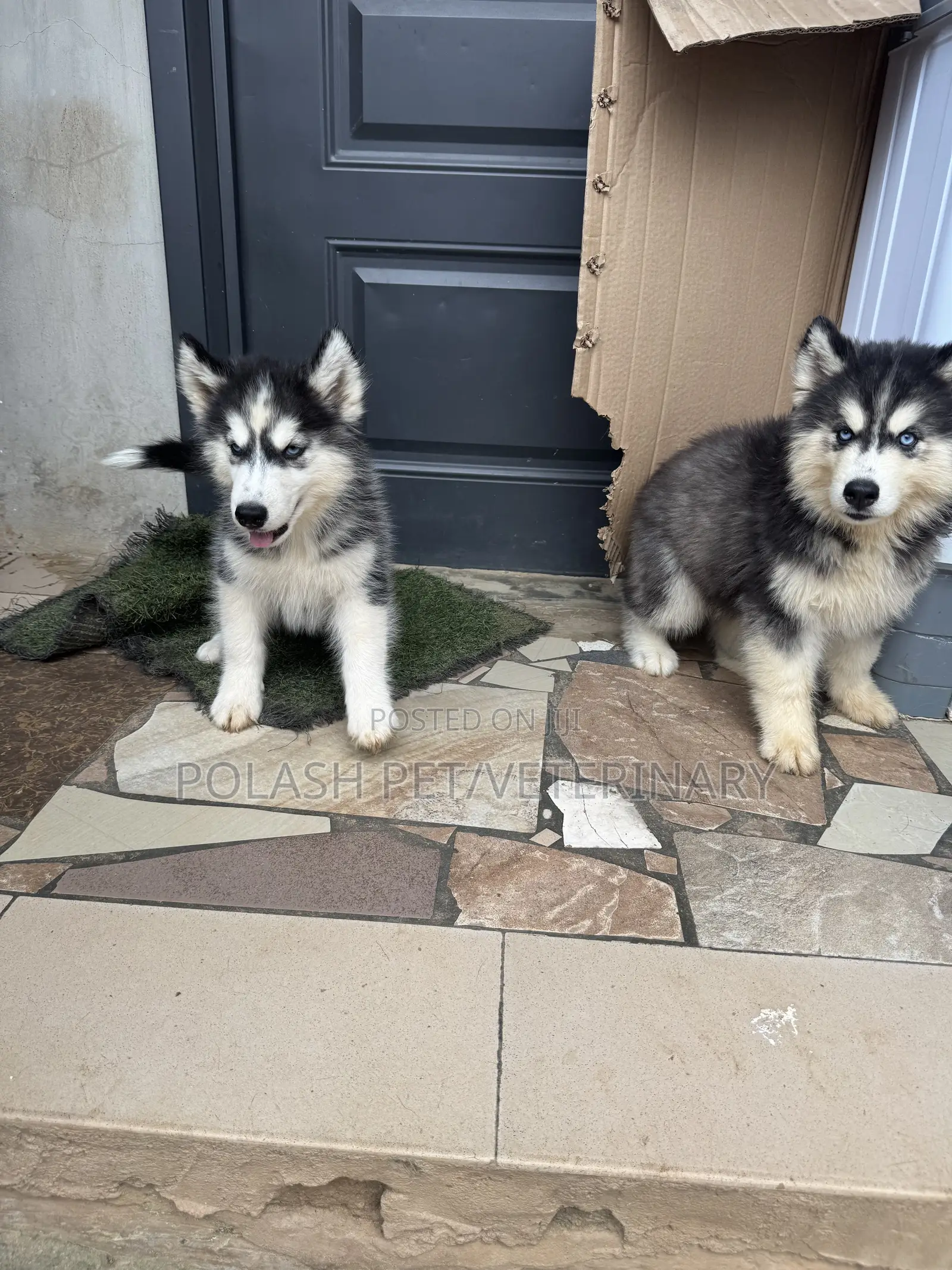 1-3 months Male Purebred Siberian Husky
