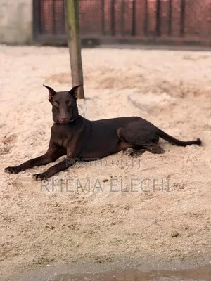 3-6 months Male Purebred Doberman Pinscher