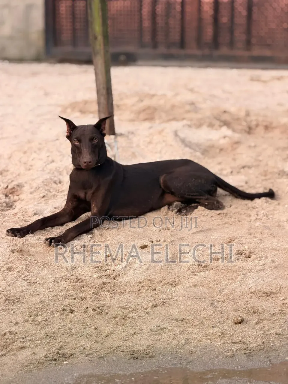 3-6 months Male Purebred Doberman Pinscher