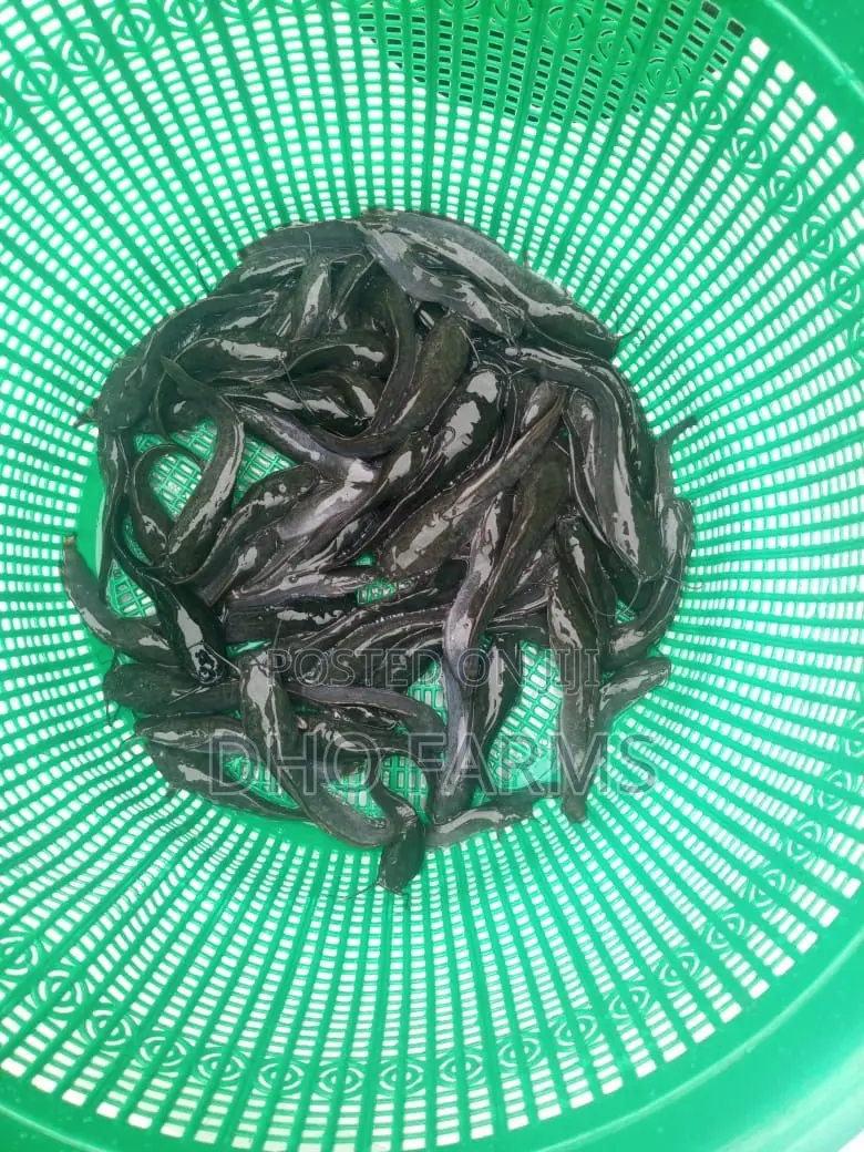 Healthy Catfish Juveniles