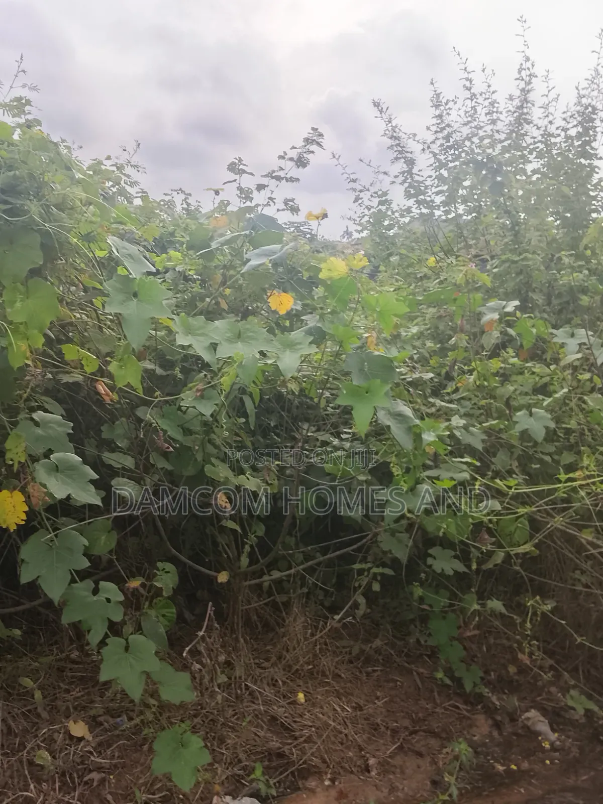 Fish Pond Land for Sale