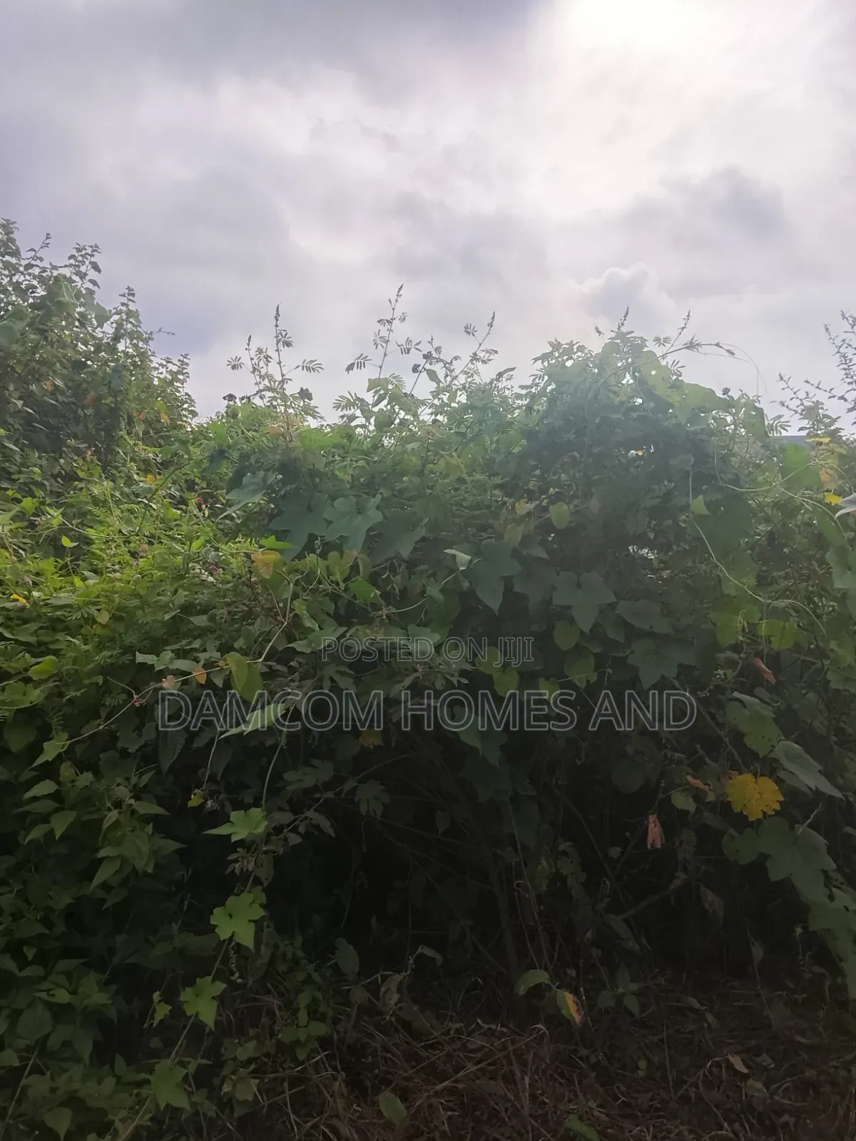 Fish Pond Land for Sale