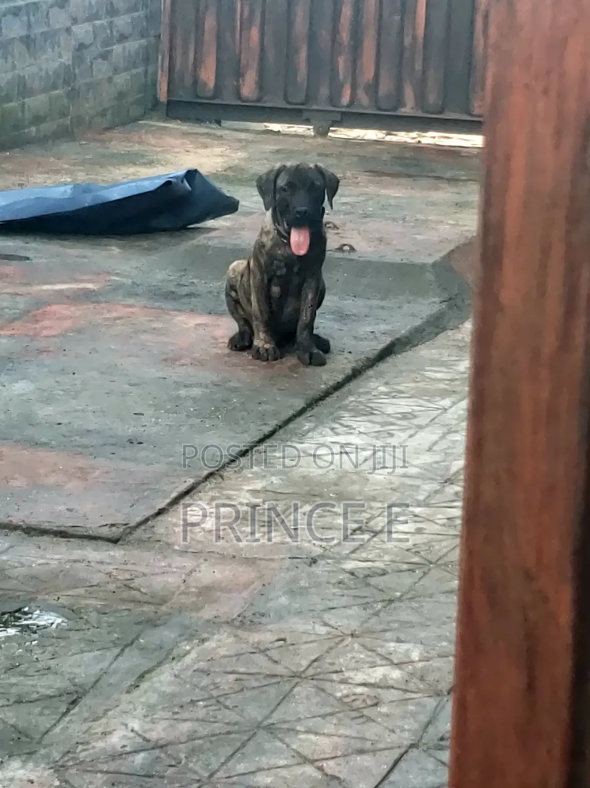1-3 months Male Purebred Boerboel