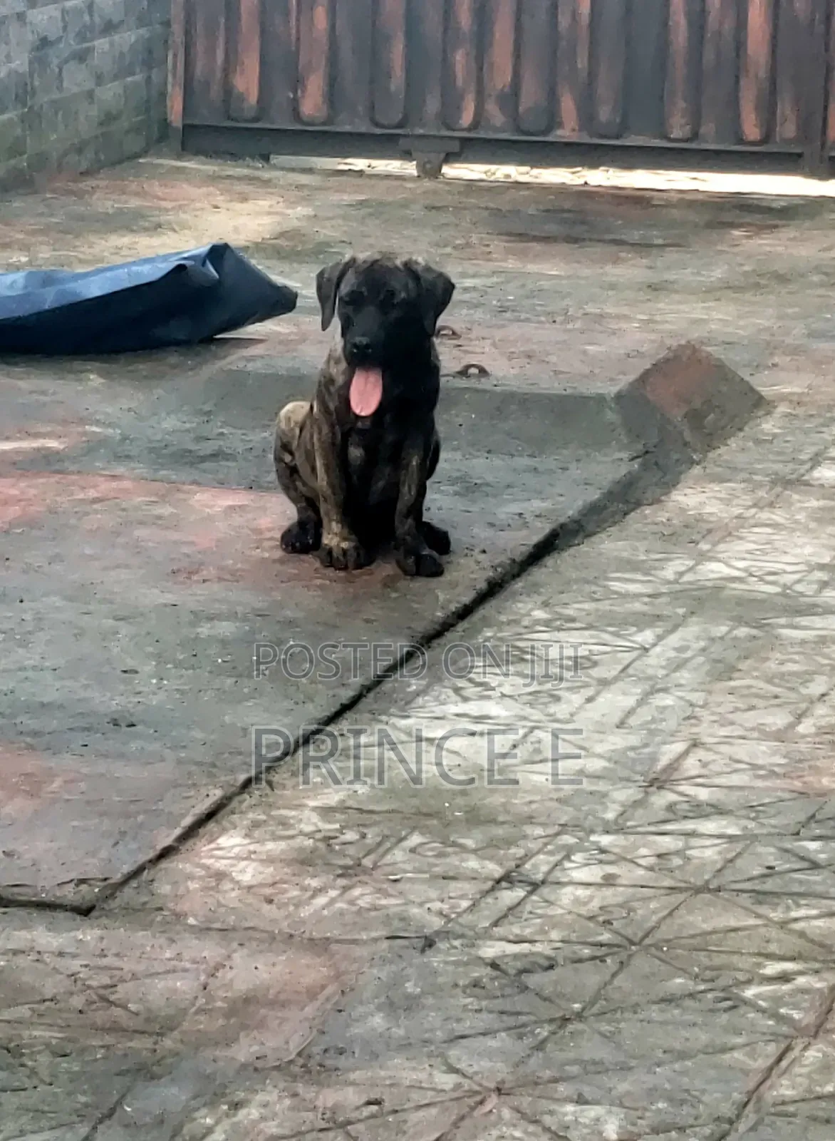 1-3 months Male Purebred Boerboel