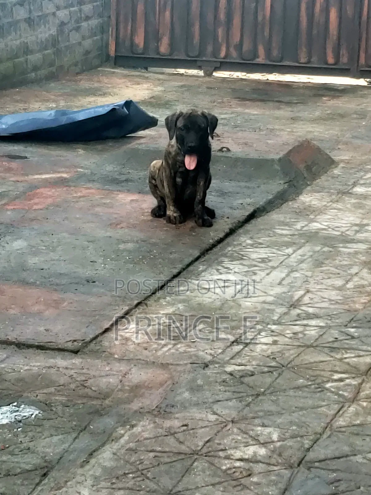 1-3 months Male Purebred Boerboel