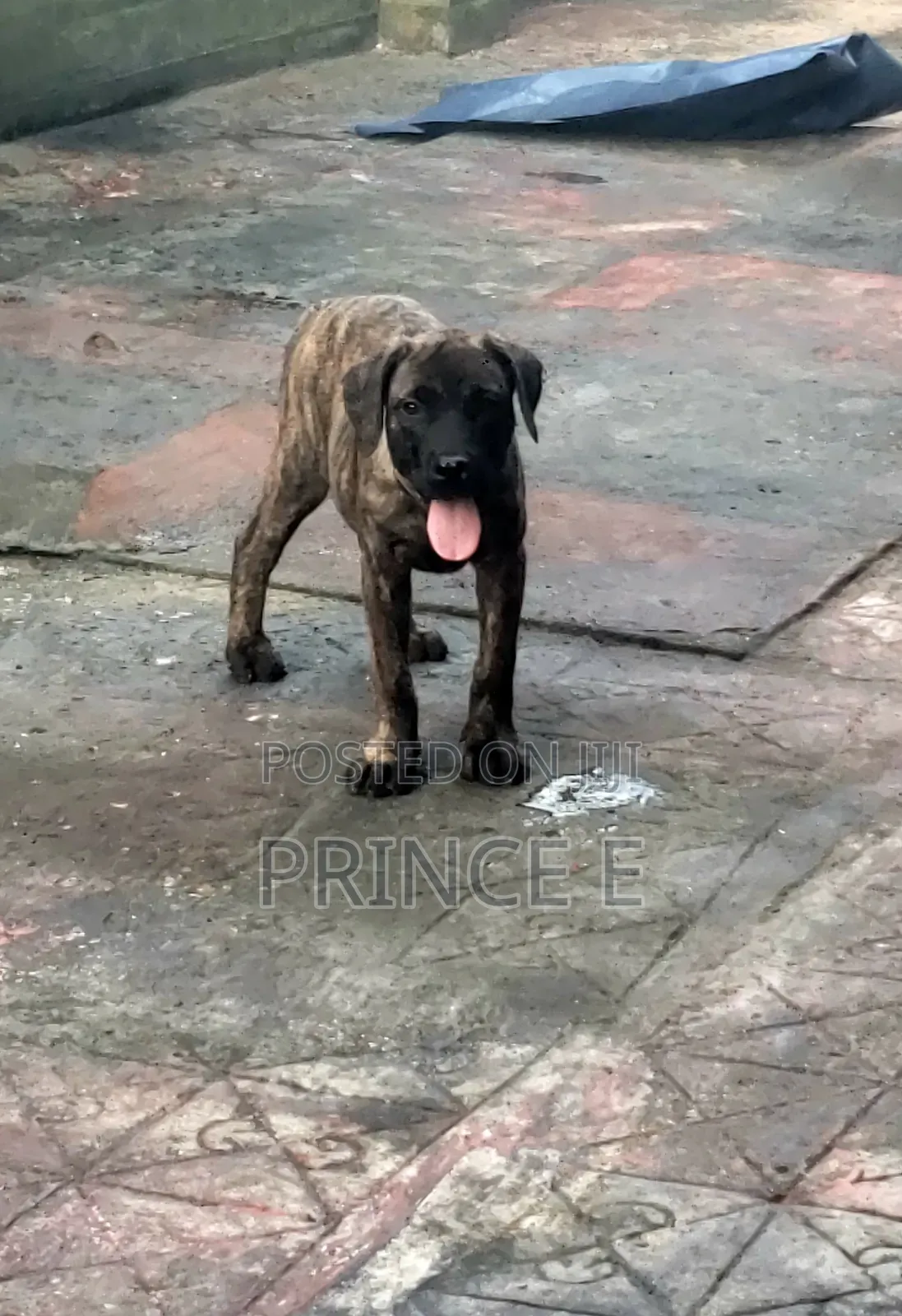1-3 months Male Purebred Boerboel