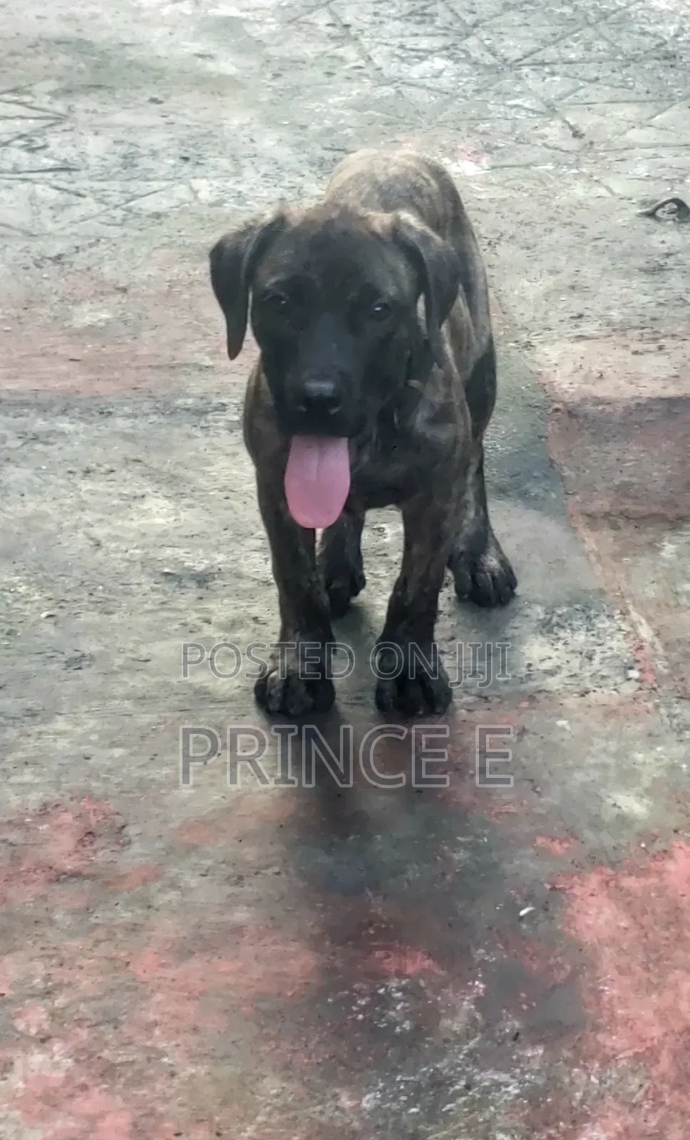 1-3 months Male Purebred Boerboel
