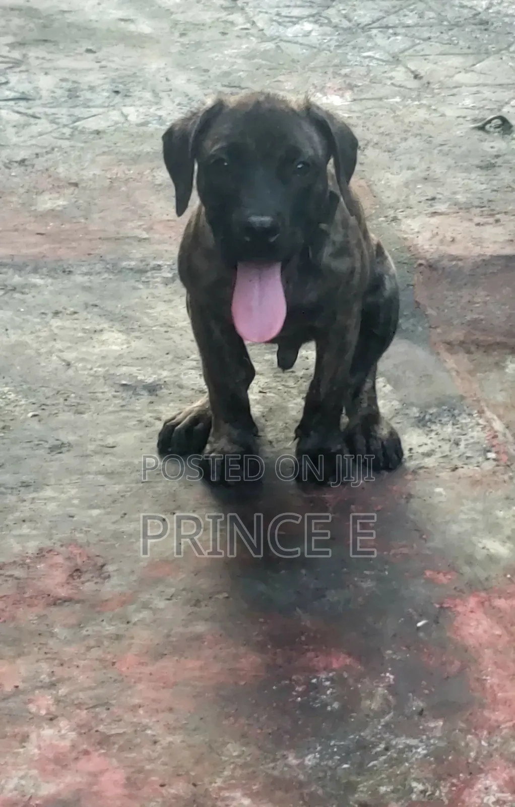 1-3 months Male Purebred Boerboel