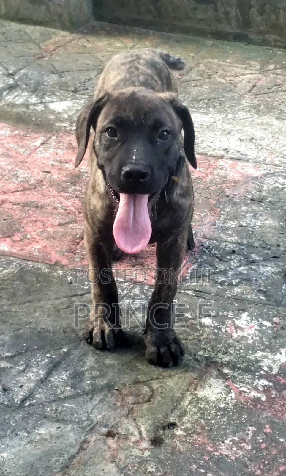 1-3 months Male Purebred Boerboel