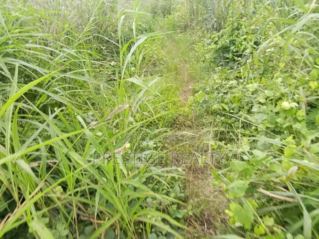 500 Acres of Farm Land for Sale in Ibadan, Oyo State