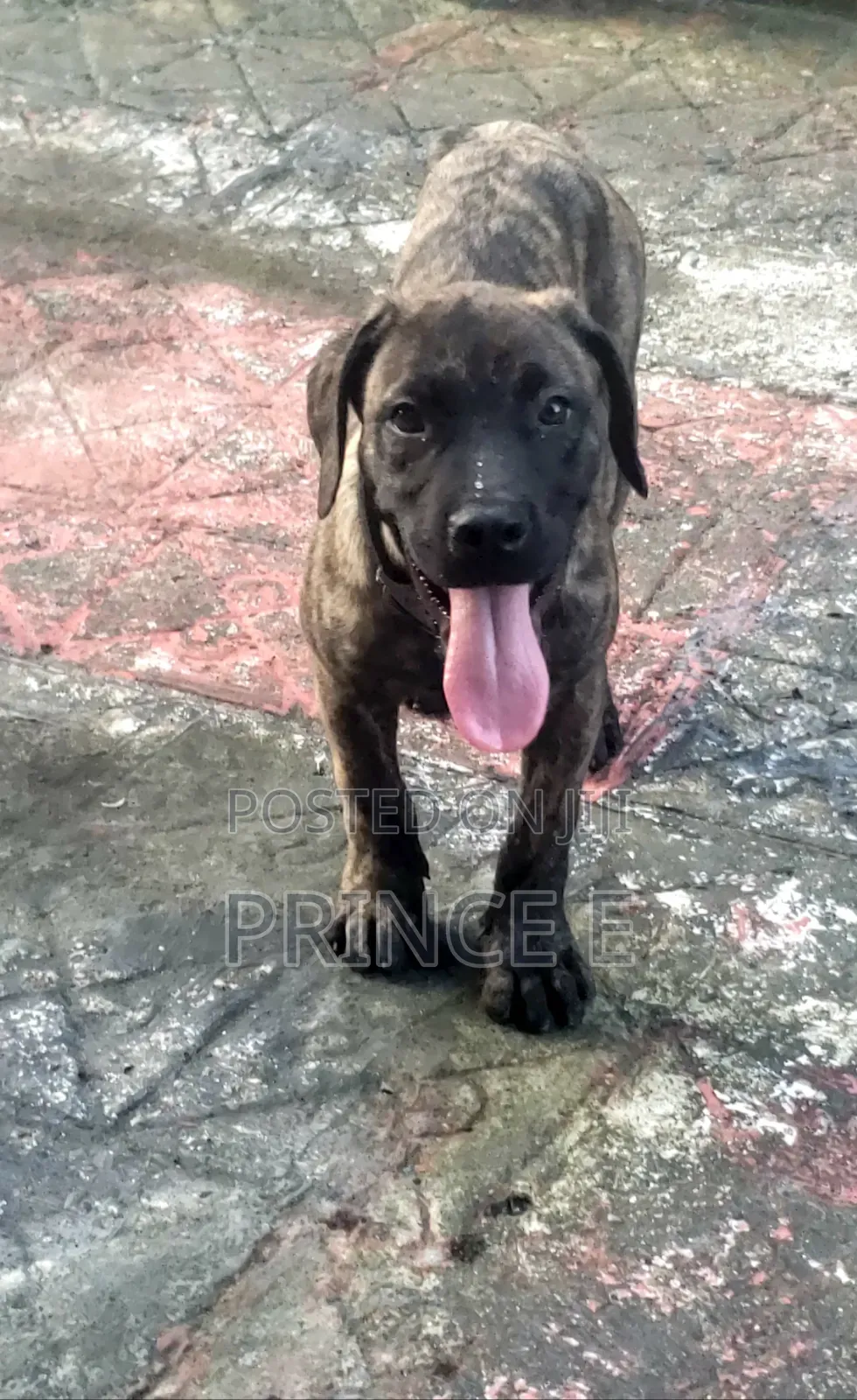 1-3 months Male Purebred Boerboel