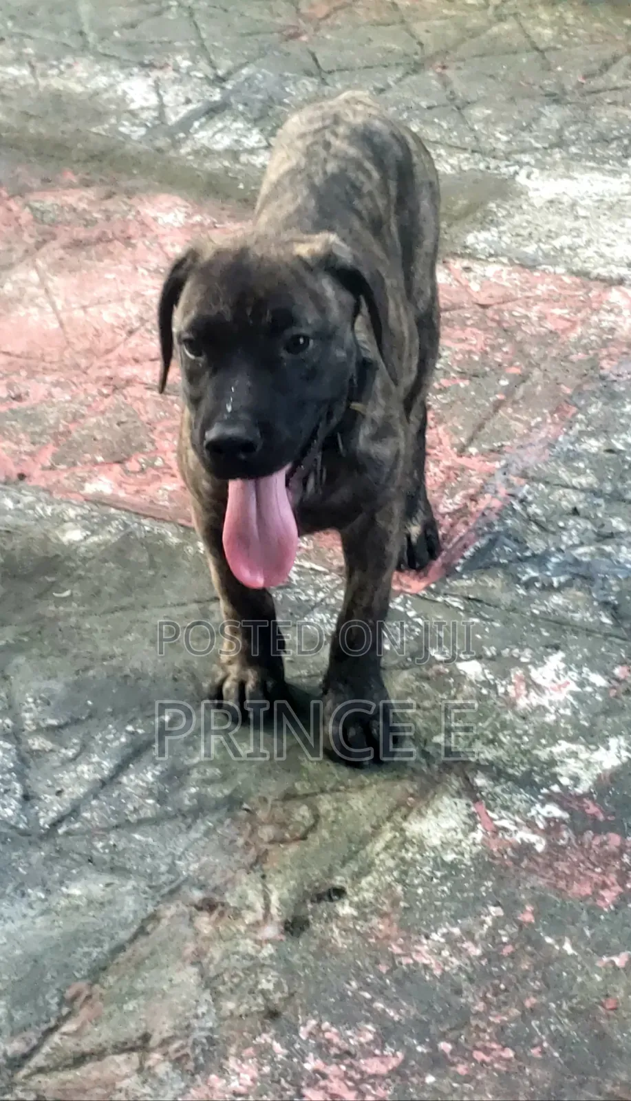 1-3 months Male Purebred Boerboel