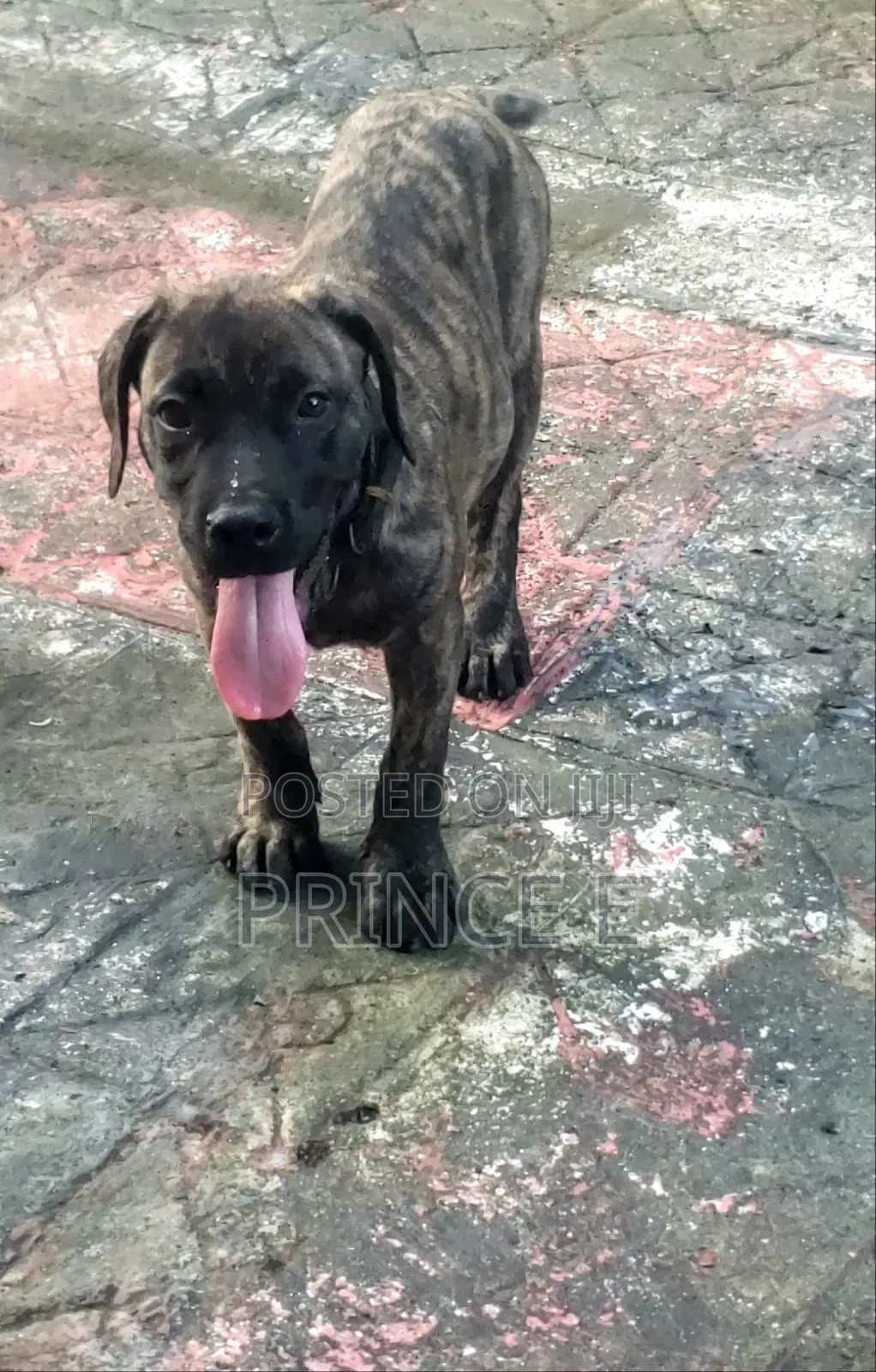 1-3 months Male Purebred Boerboel