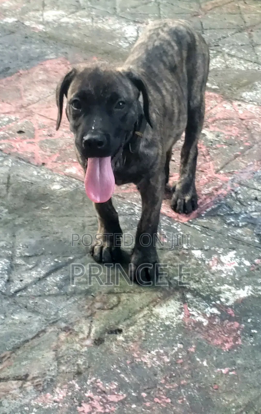 1-3 months Male Purebred Boerboel