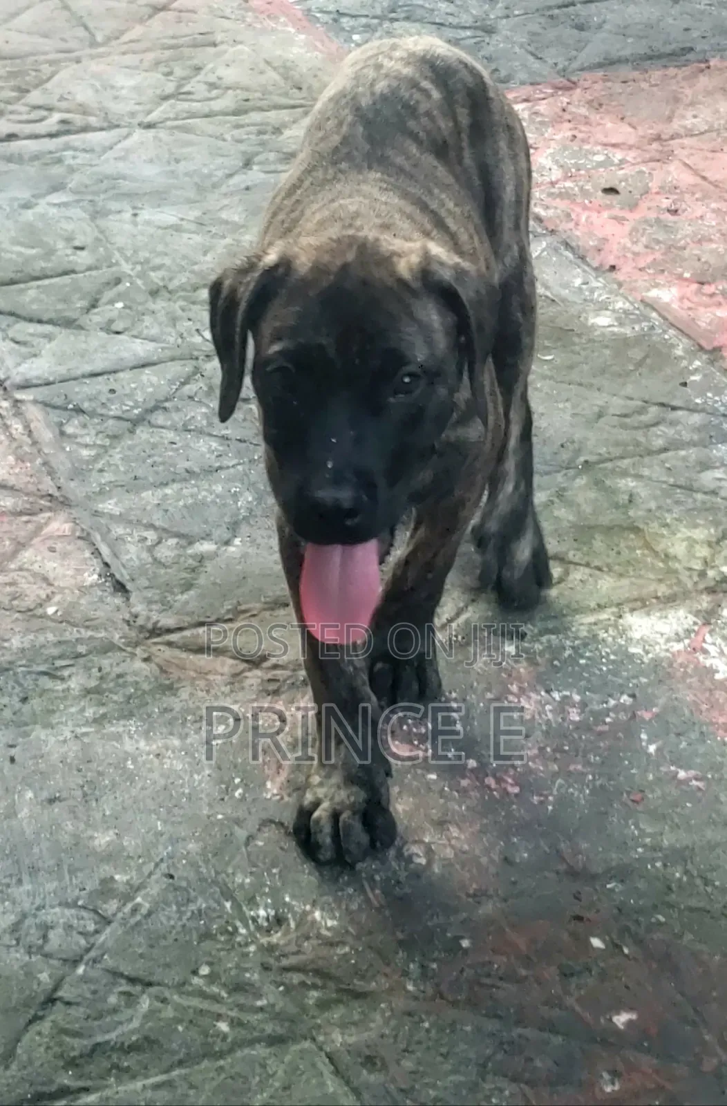 1-3 months Male Purebred Boerboel