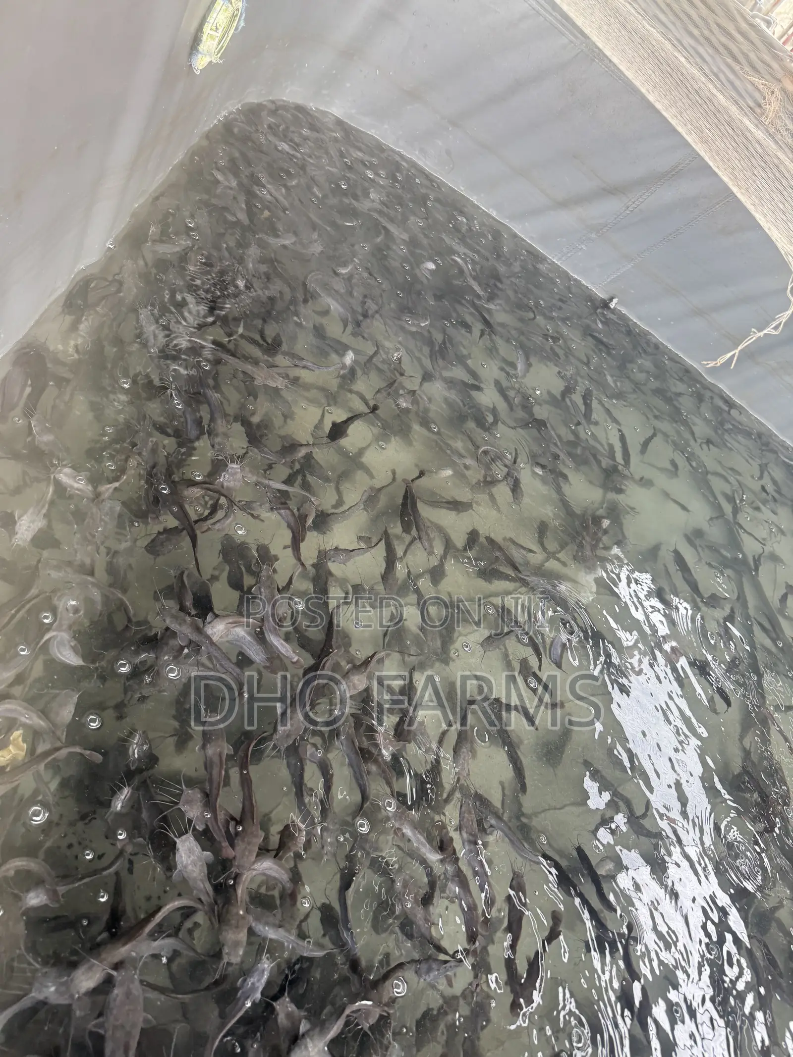 Healthy & Fast-Growing Juvenile Catfish (10–15 Cm)