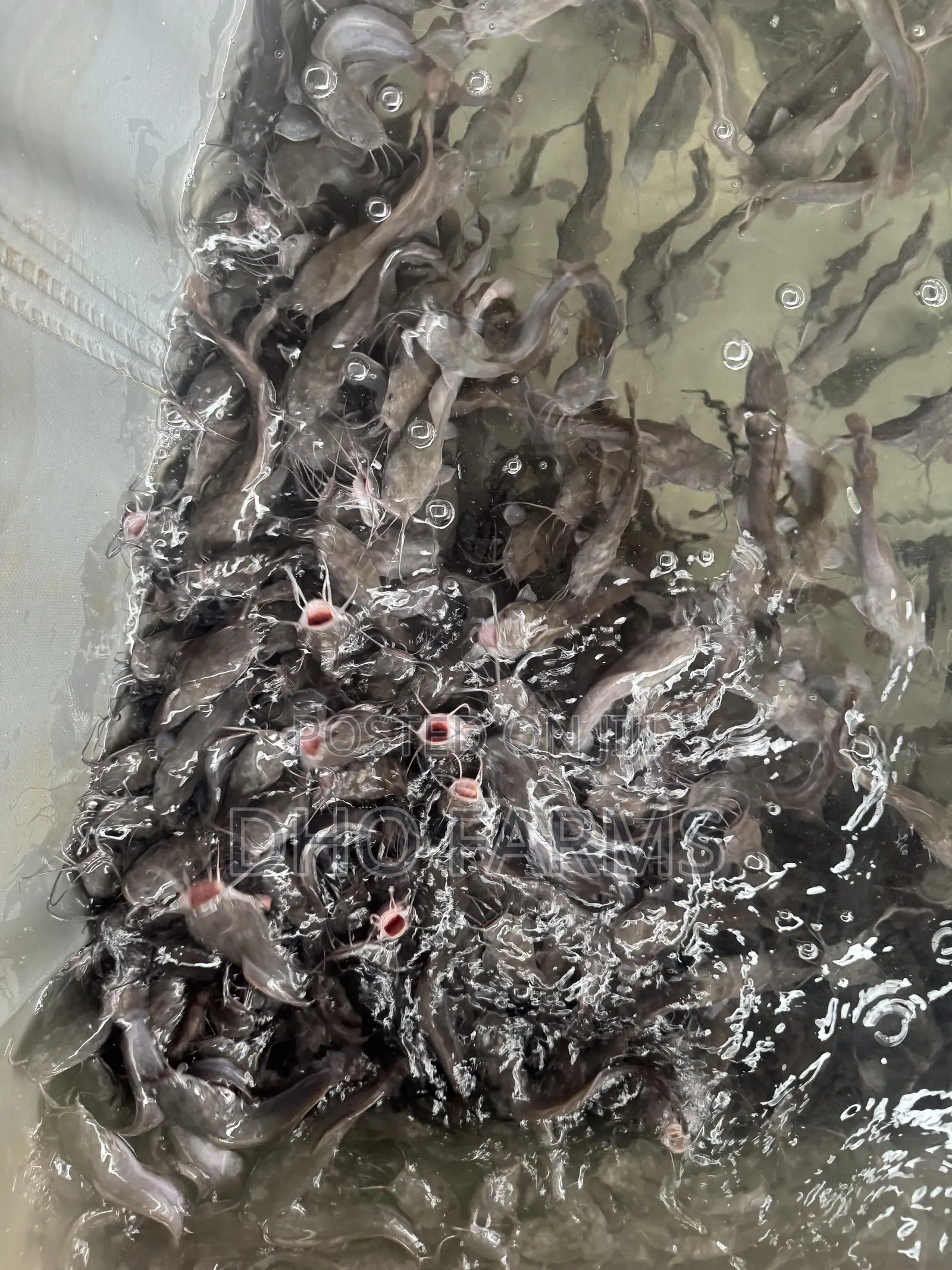 Healthy & Fast-Growing Juvenile Catfish (10–15 Cm)