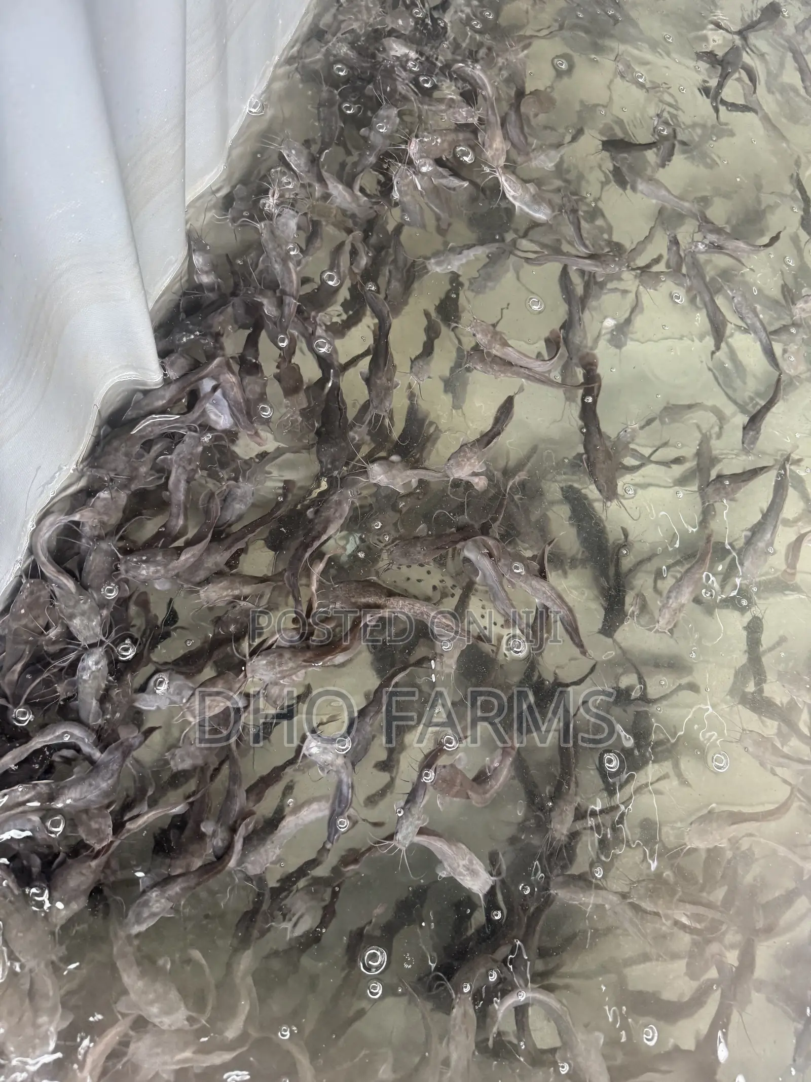 Healthy & Fast-Growing Juvenile Catfish (10–15 Cm)