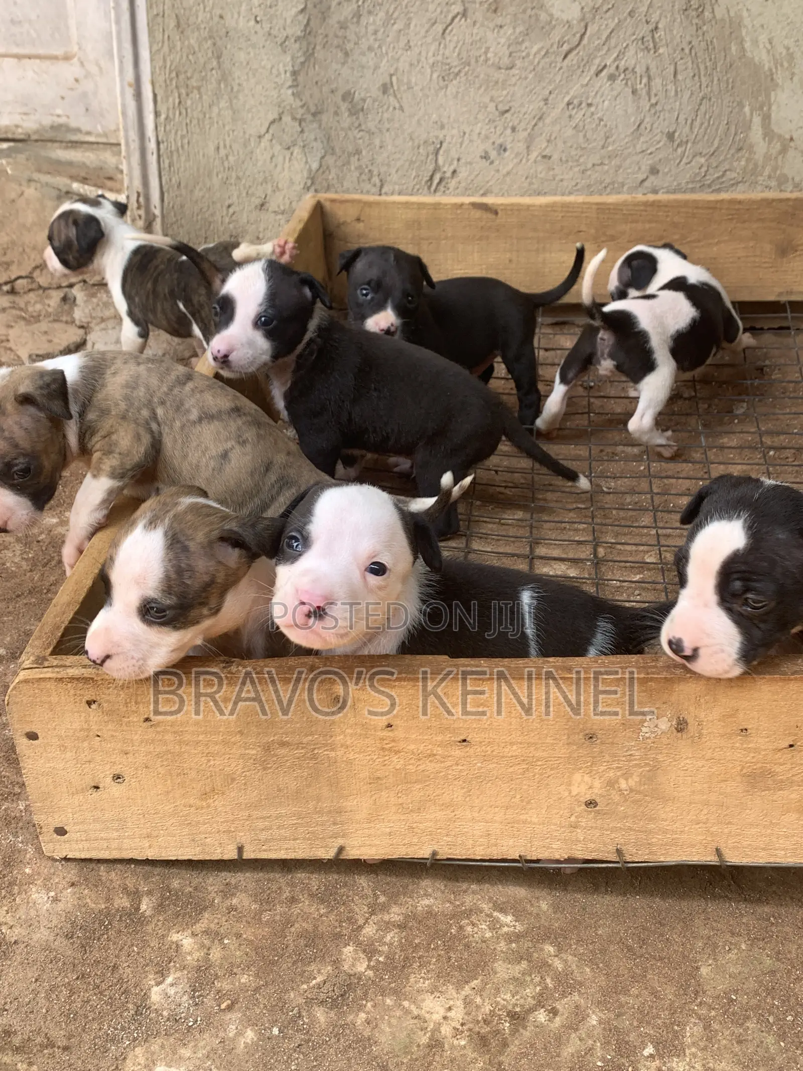 1-3 months Female Purebred American Pit Bull Terrier
