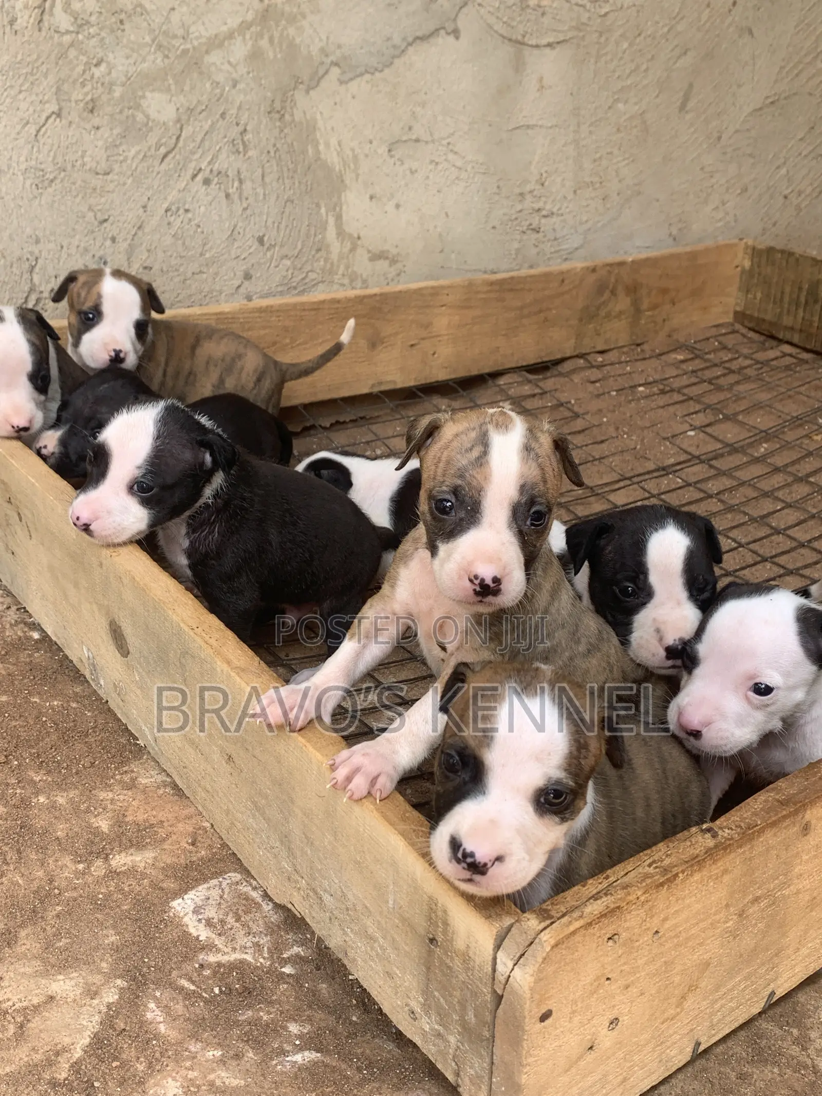 1-3 months Female Purebred American Pit Bull Terrier