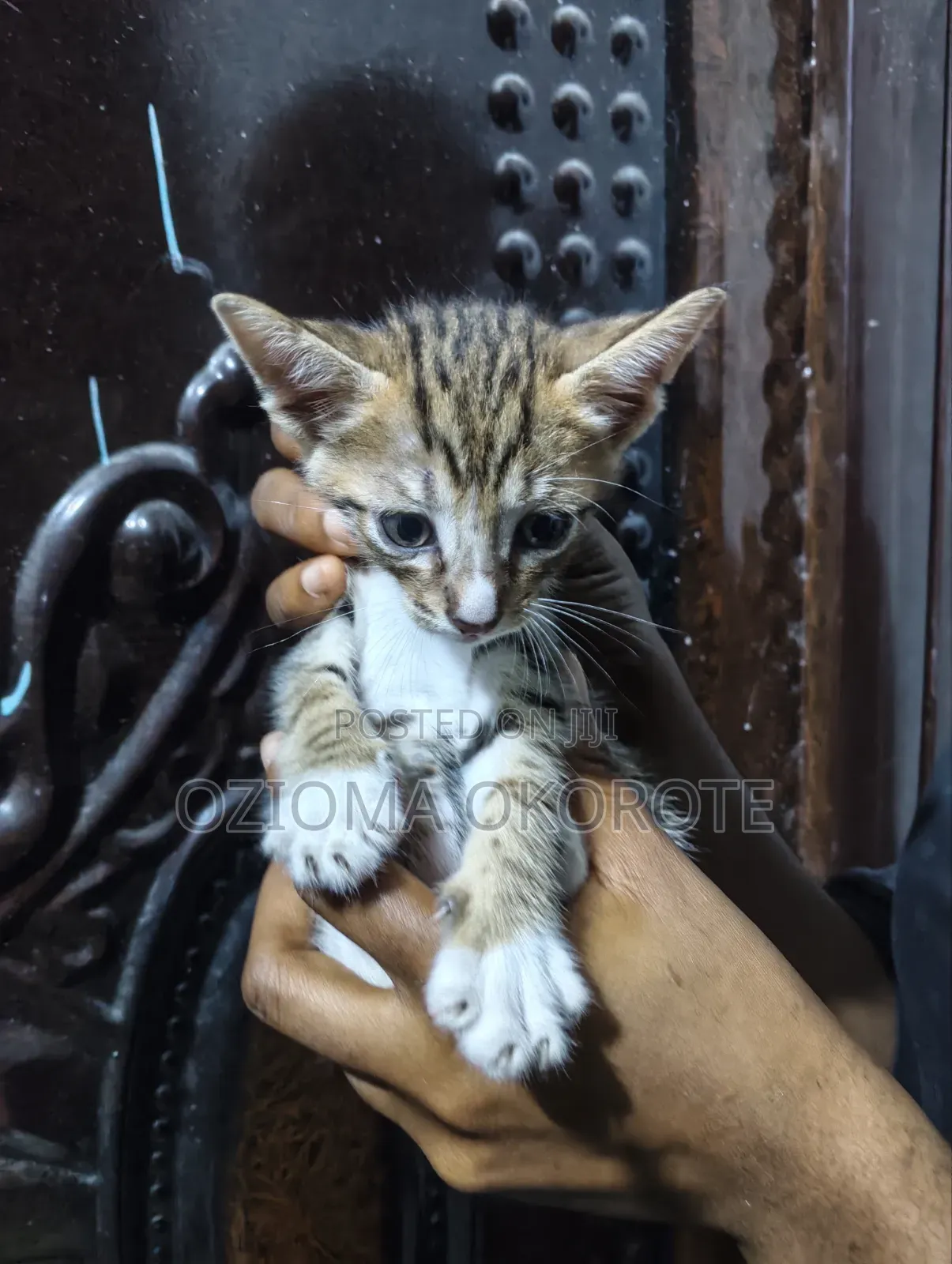 1-3 months Female Mixed Breed Tabby