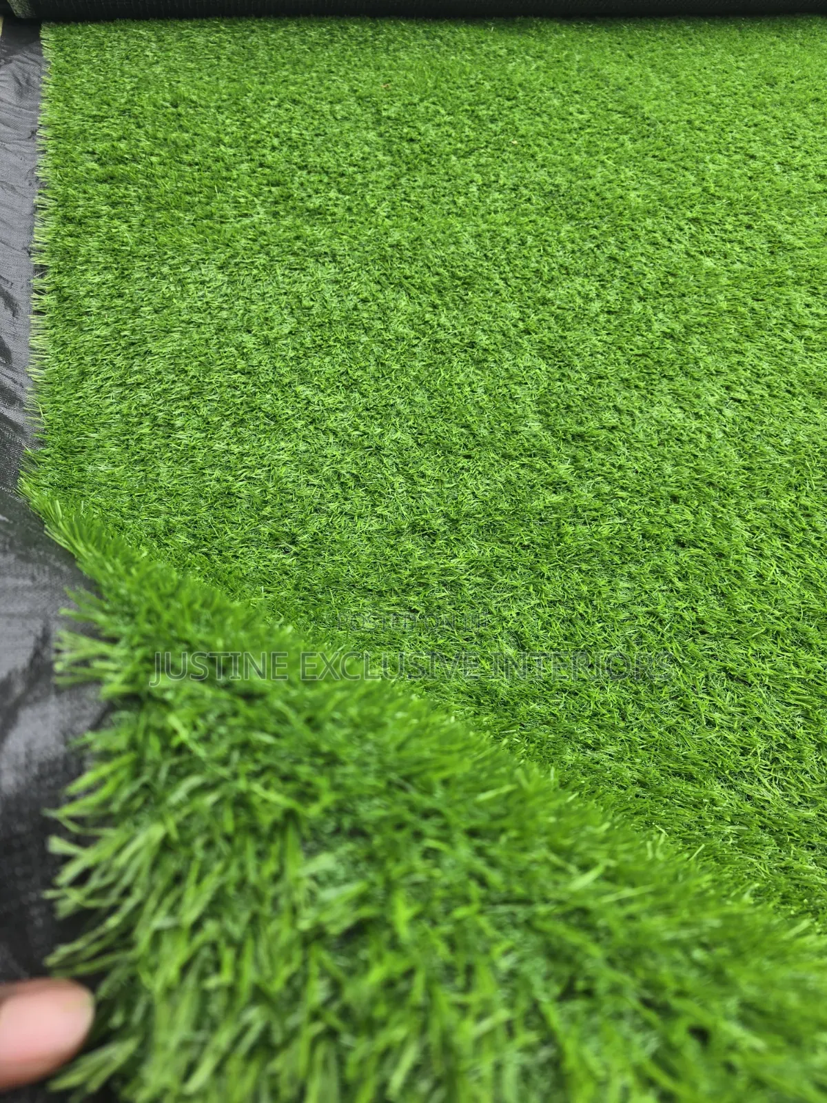 Premium Carpet Grass