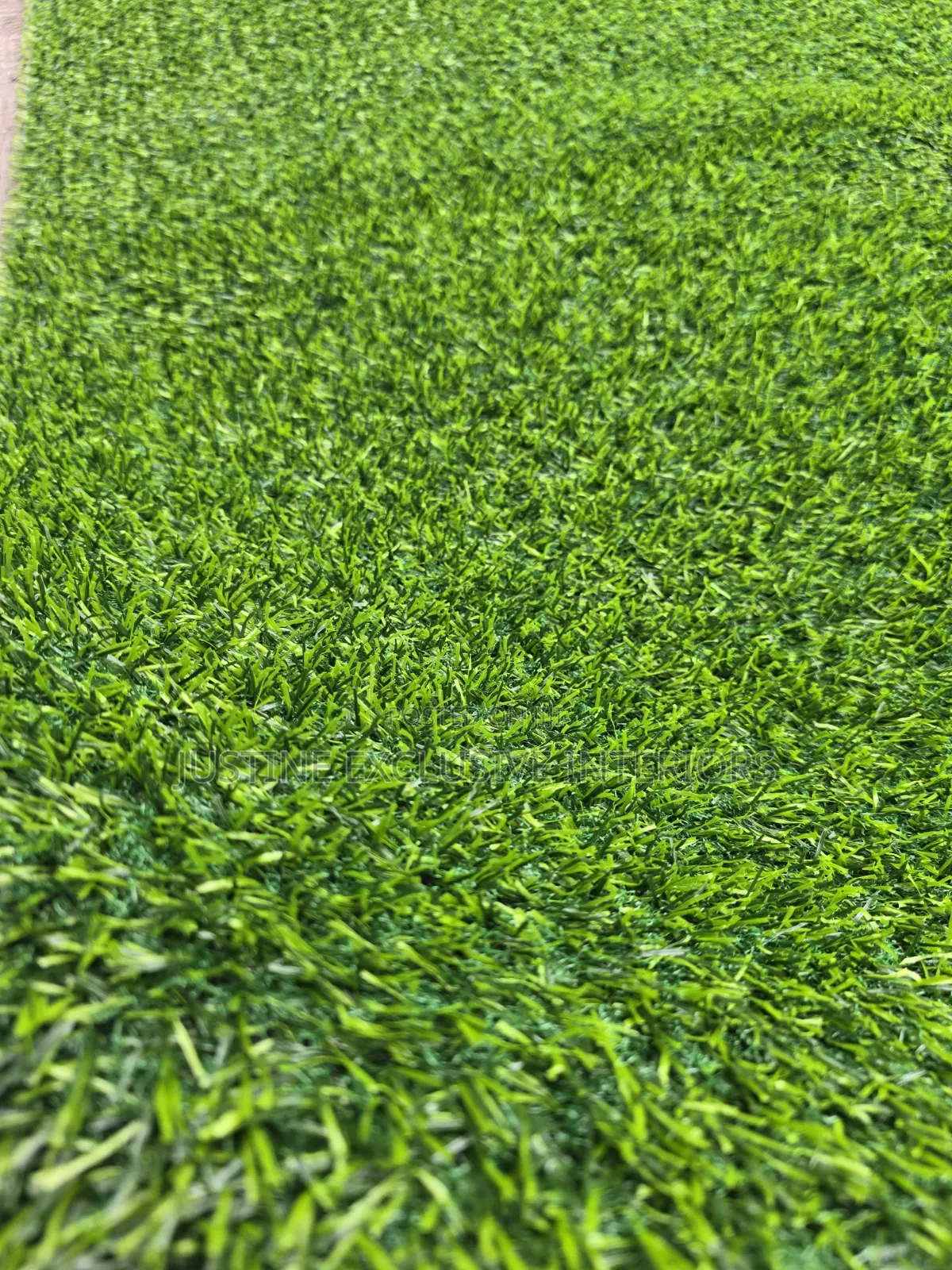 Premium Carpet Grass