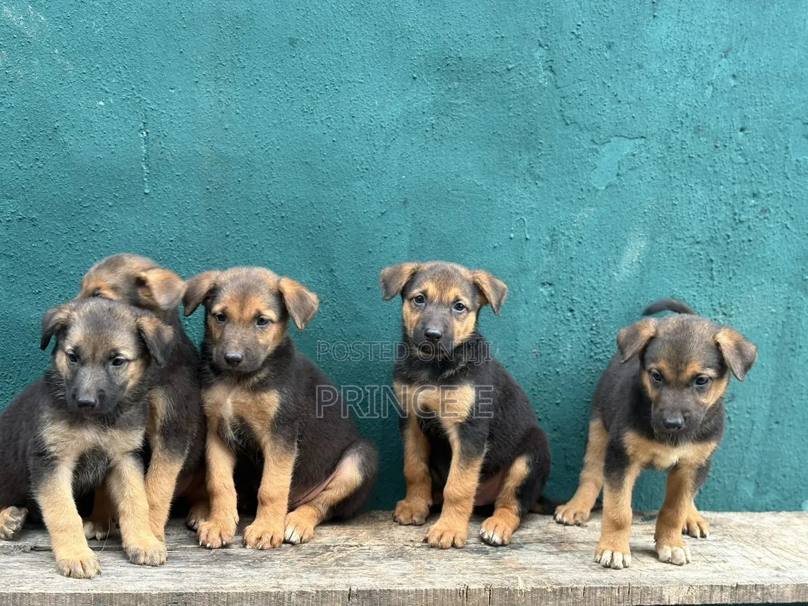 1-3 months Male Purebred German Shepherd