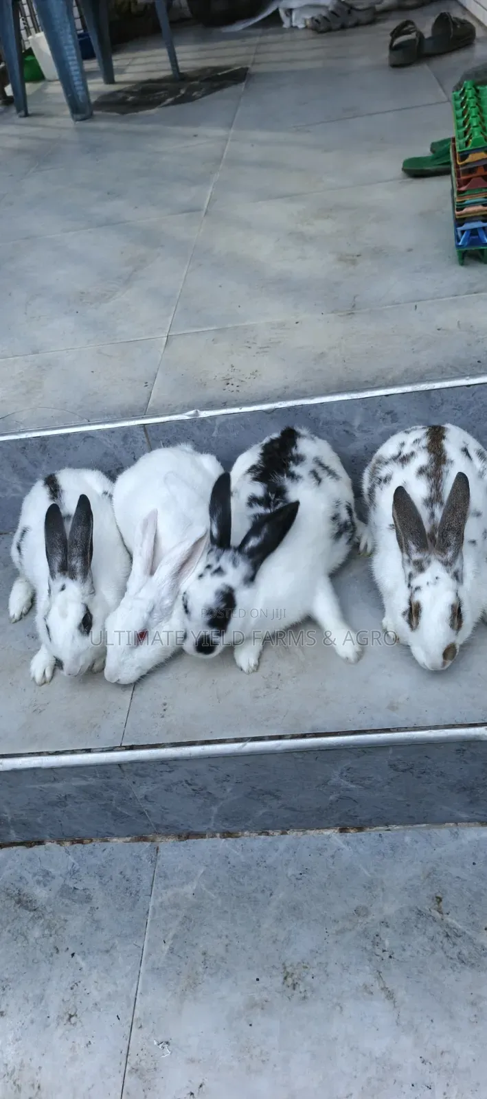 Healthy Mature Rabbits Available for Sale.