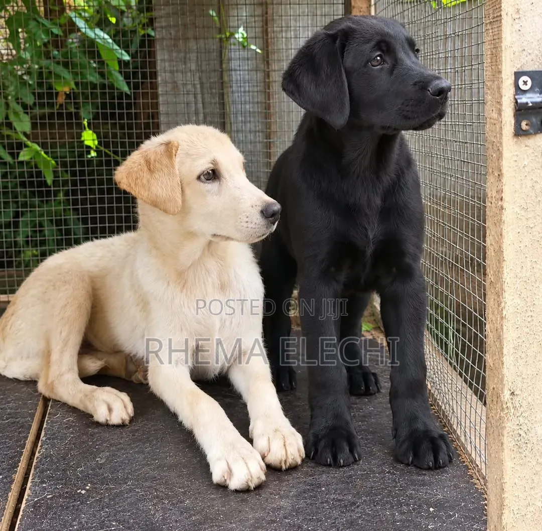 3-6 months Male Purebred Labrador Retriever