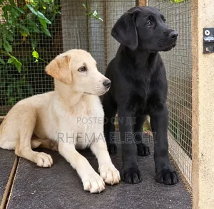 3-6 months Male Purebred Labrador Retriever