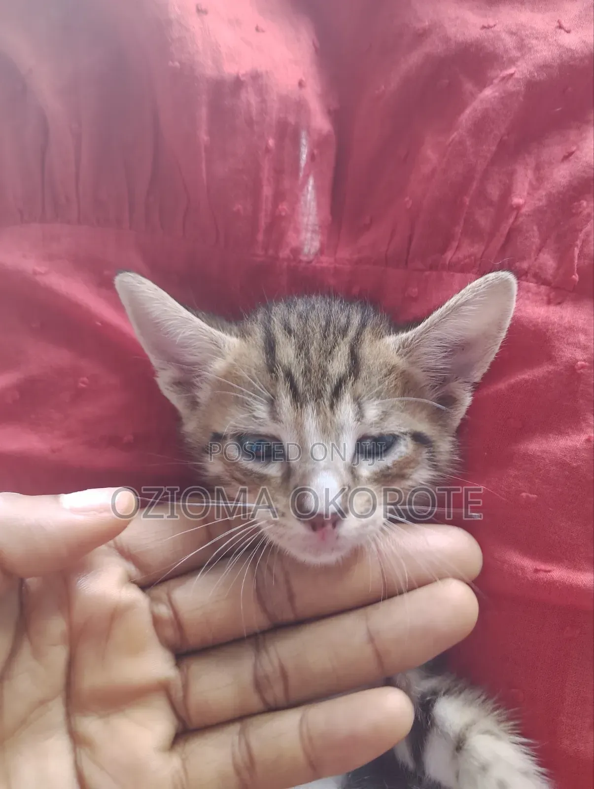 1-3 months Male Mixed Breed Tabby