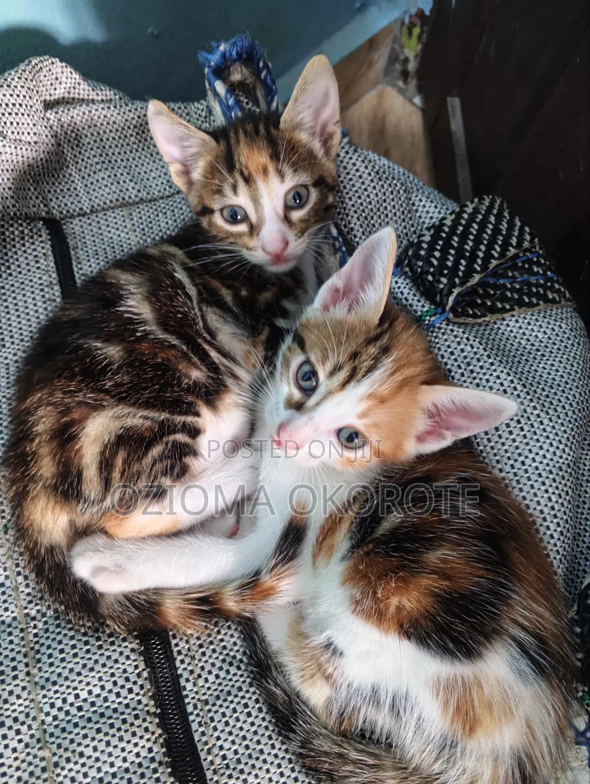 1-3 months Female Mixed Breed Tabby