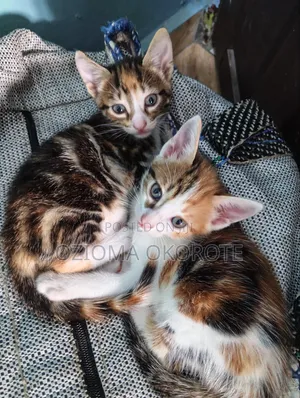 1-3 months Female Mixed Breed Tabby