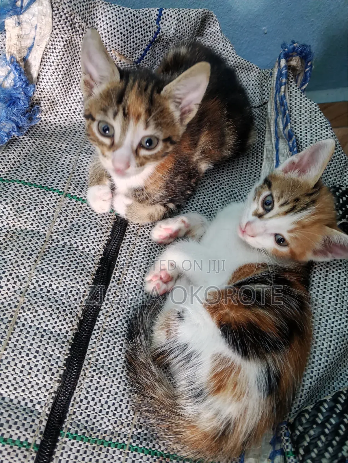 1-3 months Female Mixed Breed Tabby