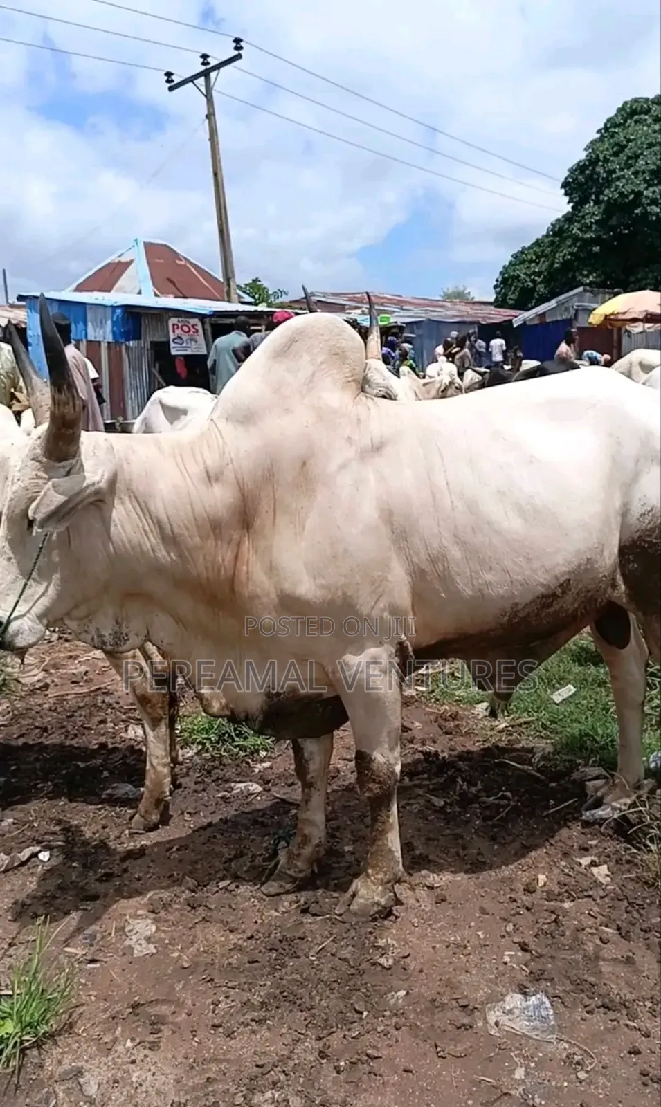 Fresh Cow Meat
