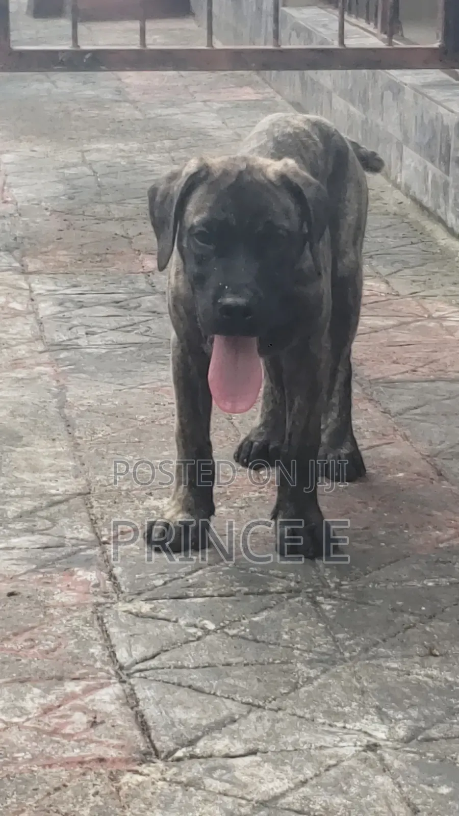 1-3 months Male Purebred Boerboel