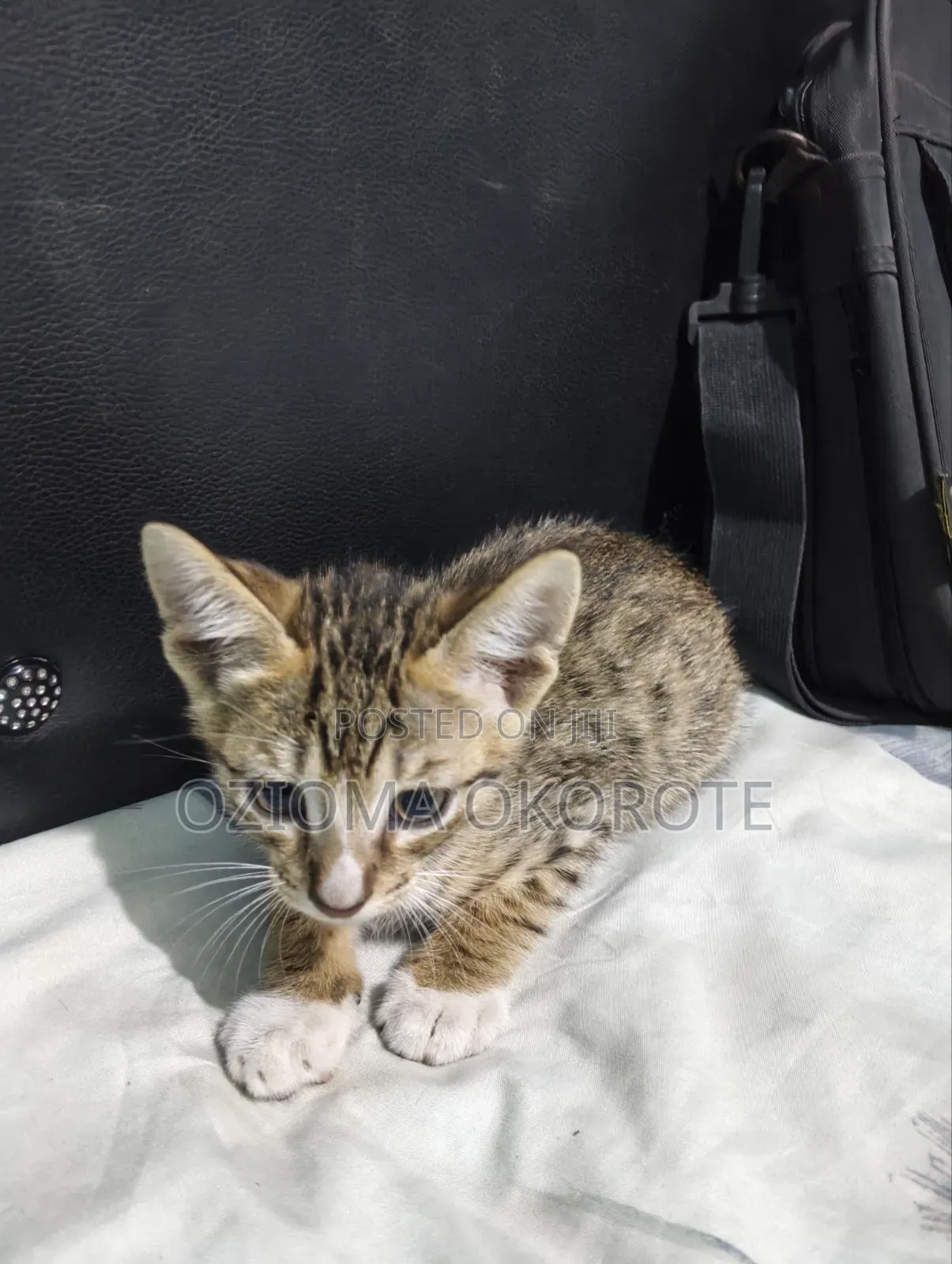 1-3 months Male Mixed Breed Egyptian Mau